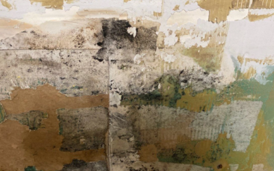 How Do Professionals Remove Mold From Walls and Ceilings?
