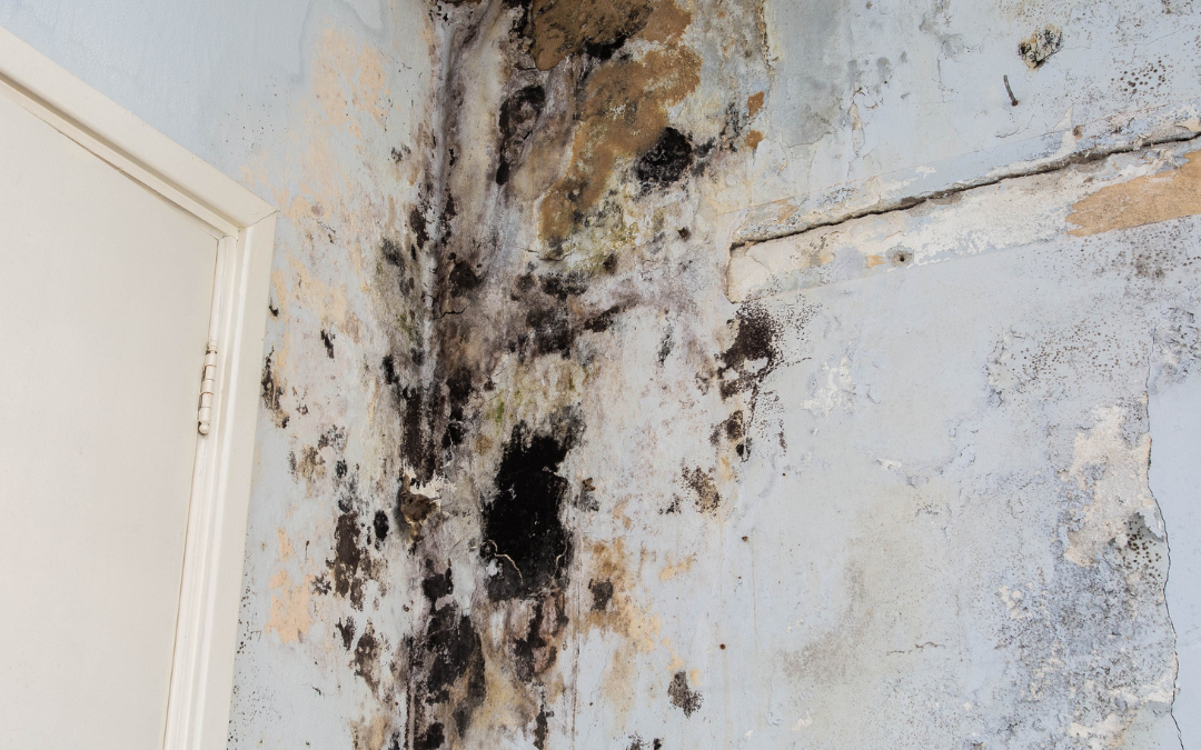 Can A One-Time Water Leak Cause Mold?