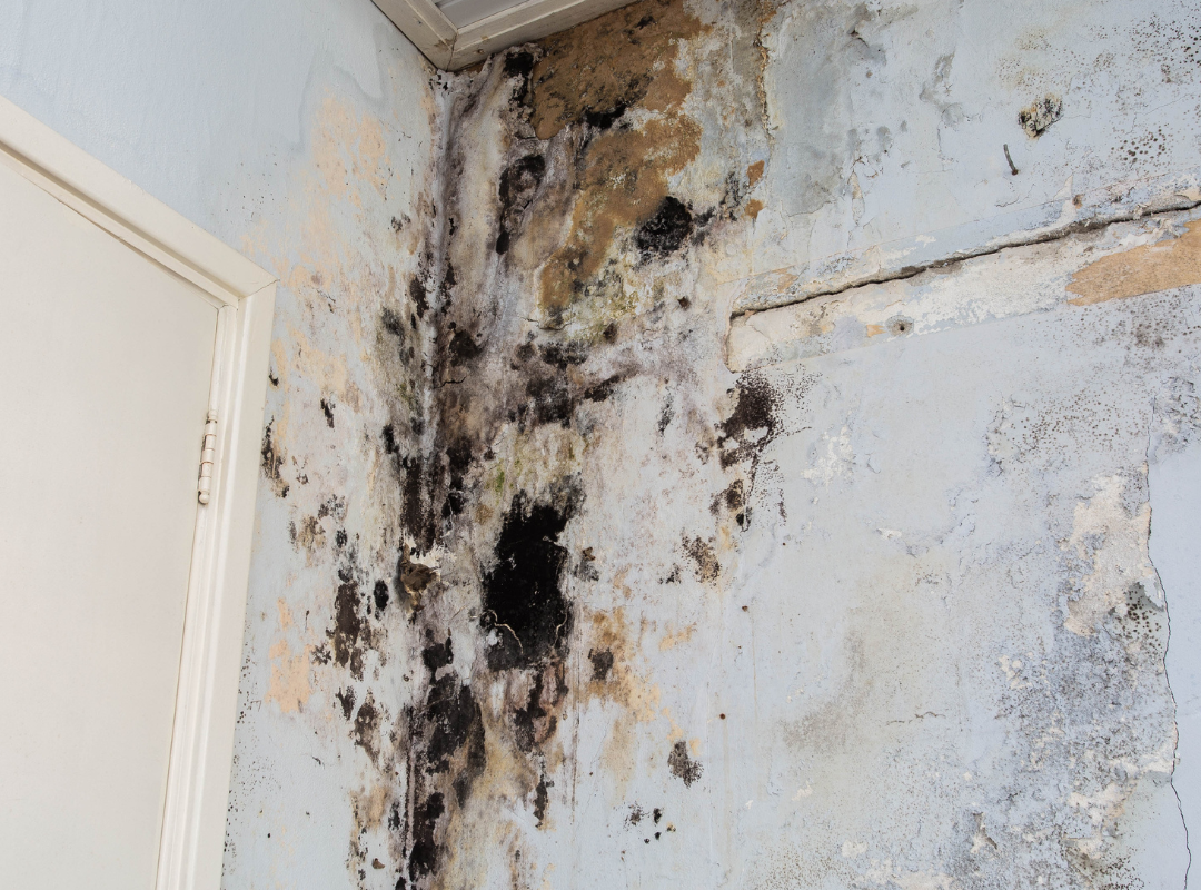 Mold A+ Services (1)