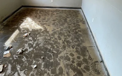 Common Household Mold Types in Northern Kentucky & Greater Cincinnati