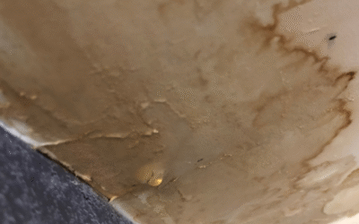 What To Do When Water Is Leaking Through the Ceiling