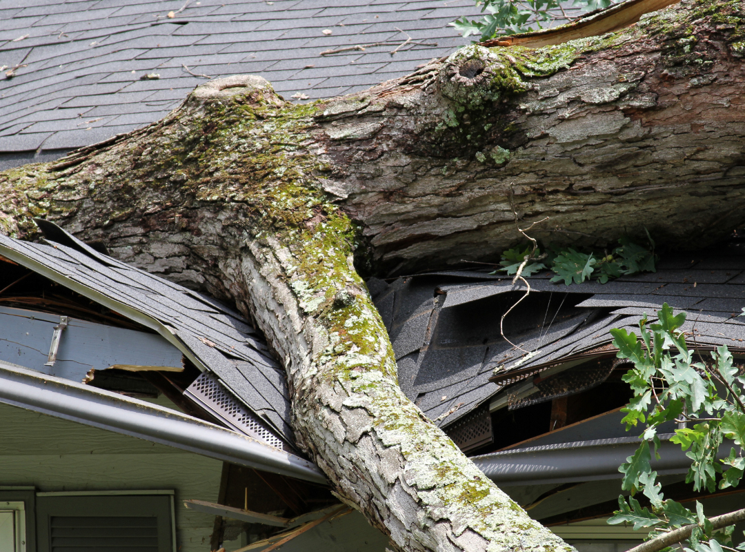 Wind Damage